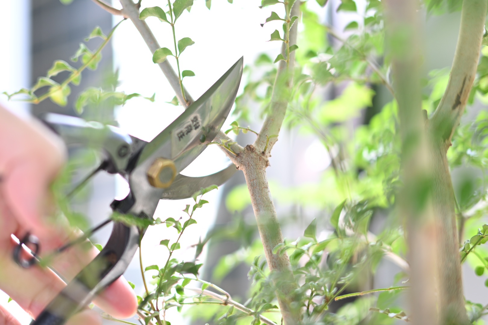 【初めての庭仕事】飛庄の剪定ばさみを使ったシマトネリコの剪定体験記